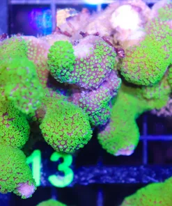 Wysiwyg Montipora Stellata Coral Encrusting Piece Of Live Rock (C113)