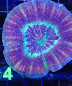 Wysiwyg Scoly  (C114) *Free shipping - No minimum livestock spend*