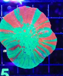 Wysiwyg Scoly Coral (C115)