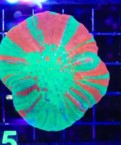 Wysiwyg Scoly Coral (C115)