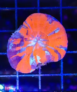 Wysiwyg Scoly Coral  (C116)