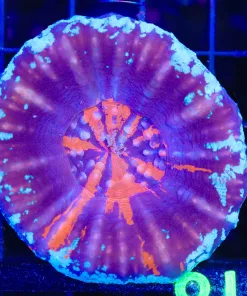 Wysiwyg Scoly Coral (C117)