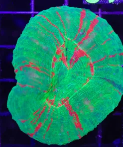 Wysiwyg Scoly Coral (C118)