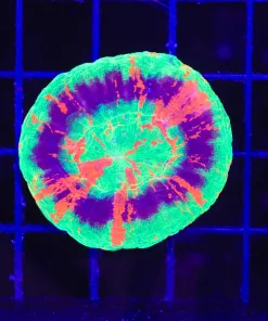 Wysiwyg master Scoly Coral (C127)