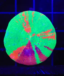 Wysiwyg Scoly Coral (C128)