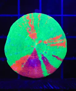 Wysiwyg Scoly Coral (C128)