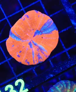 Wysiwyg Scoly Coral (C132)