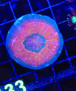 Wysiwyg Scoly Coral  (C133)