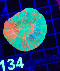 Wysiwyg Scoly Coral (C147) *Free shipping - no minimum livestock spend*