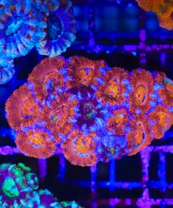 Wysiwyg Bicolor Fused Acan Coral Colony (C139)