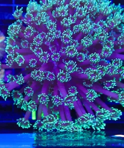 Wysiwyg Large  Flowerpot Coral (C141)