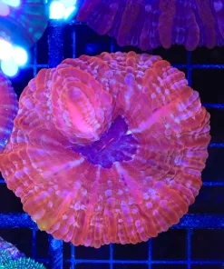 Wysiwyg Cynarina (C144)