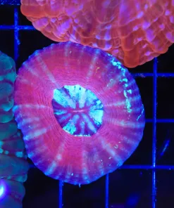 Wysiwyg Scoly Coral (C145)