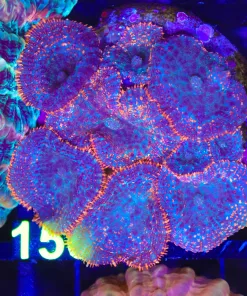 Wysiwyg Mushroom Rock Coral (C150)