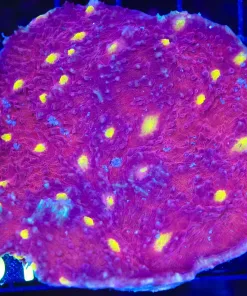 Wysiwyg Chalice Coral (C151)