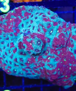Wysiwyg Large Marbled War Coral Colony  (C152)