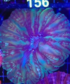 Wysiwyg Cyarina Coral (C155)