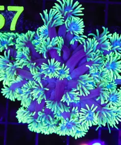 Wysiwyg Flowerpot (C156)