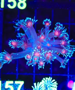 Wysiwyg Flwerpot Coral (C157)