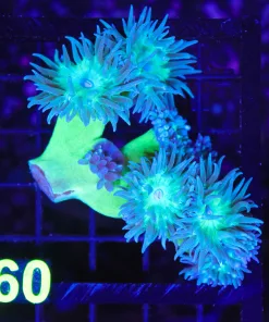 Wysiwyg Duncan Coral Colony (C160)