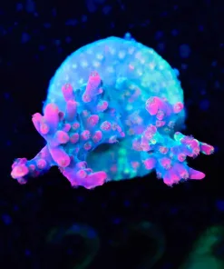 Wysiwyg Strawberry Shortcake Acropora Frag [F224]