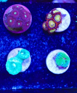 WYsiwyg 8 Piece Small Frag Pack (FP1) max 1 frag pack per order