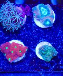 WYsiwyg 8 Piece Small Frag Pack (FP2) max 1 frag pack per order