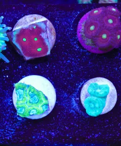 WYsiwyg 8 Piece Frag Pack (FP3) max 1 frag pack per order