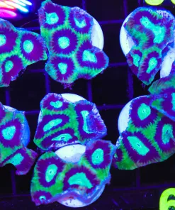 Alien Soup Goniastrea Frag  (C108)