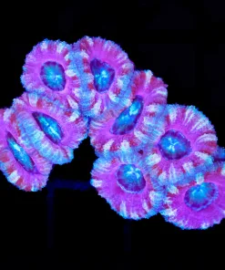 Wysiwyg Pink Acan Colony (C90)