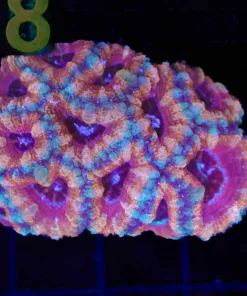Wysiwyg Acan Coral (C157)