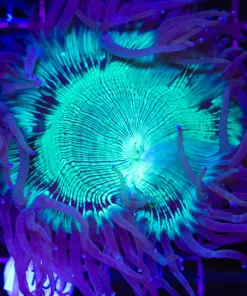 Wysiwyg Elegnace Coral  (C18)