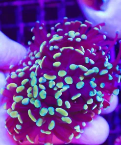 Wysiwyg Large Branching Golden Purple Hammer Coral Frag Many Heads (C9)