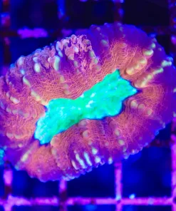 Wysiwyg Lobo Coral  (C46)