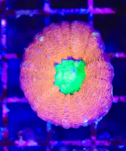 Wysiwyg Lobo Coral (C47)