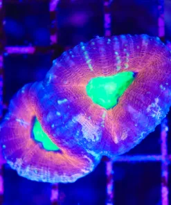 Wysiwyg Lobo Coral  (C48)