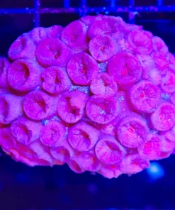 Wysiwyg Large Sun Coral Coral Colony (C96)