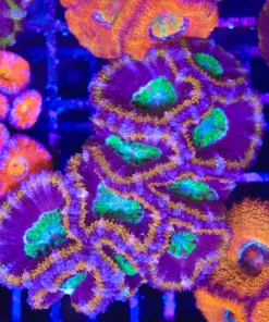 Wysiwyg Ultra Acan Mini Colony (C111)