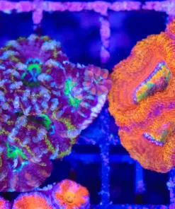 Wysiwyg 2 for 1 Mini Acan Coral Colony Combo Pack   (C119)