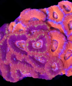 Wysiwyg Fused Acan Coral Colony  (C136) *Free shipping ! No minimum livestock spend*