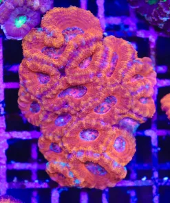 Wysiwyg Acan Colony (C143)