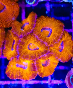 Wysiwyg Acan Coral (C156)