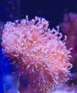 Wyswiyg Wild Australian Leather Coral (MV2 _ Far Left)