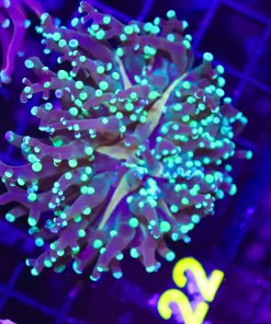 Wysiwyg Yoshis Frogspawn (C22)