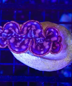 Wysiwy Maxima Clam (C62)