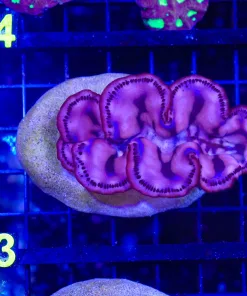 Wysiwyg 5x Collector Combo Zoa Colony (C63) *One of a kind piece*