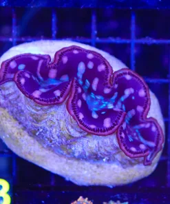Wysiwy Maxima Clam (C77)