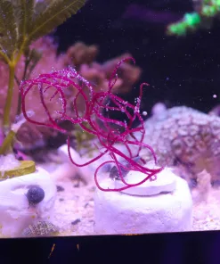 Wysiwyg Dragon's nest macro algae * very rare strain*