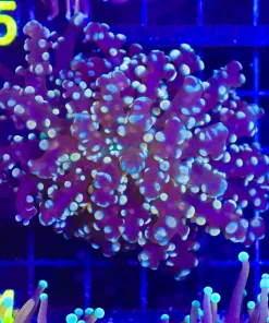 WYsiwyg Golden Octospawn Coral (C24)