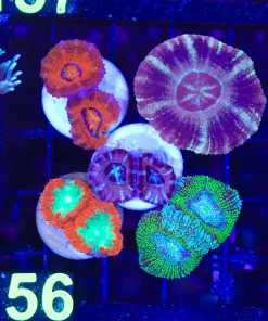 Wysiwyg 5 for 1 Acan Coral Pack (C156)  *Free shipping no minimum spend!*